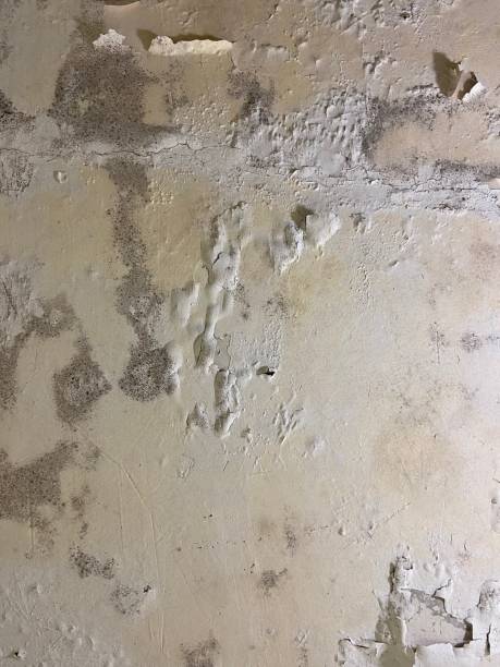 Office Mold Removal Services in Conway, SC
