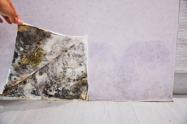 Best Office Mold Removal Services  in Conway, SC